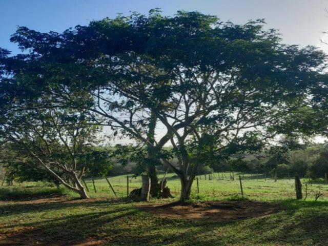 #156 - Chácara para Venda em Sentinela do Sul - RS - 1